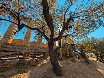 Tal der Tempel - Heratempel im Gegenlicht mit Baum im Vordergrund.