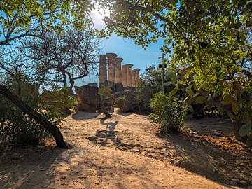 Tal der Tempel - Säulen des Heraklestempel mit Olivenbäumen im Vordergrund.