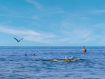 Zwei Möwen stehen auf der Klippe 'Scoglio della Formica'.
