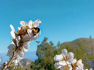En février, les abeilles butinent autour d'un amandier en fleurs.