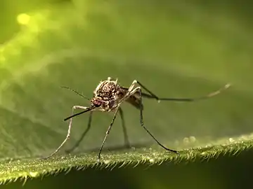 Un moustique est posé sur une feuille verte.