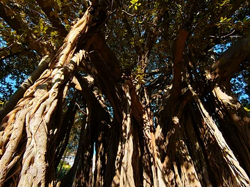 Palermo ☀ Sonne im Winter - Giardino Garibaldi