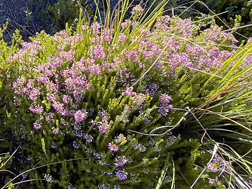 Pizzo Cane - Heidekraut