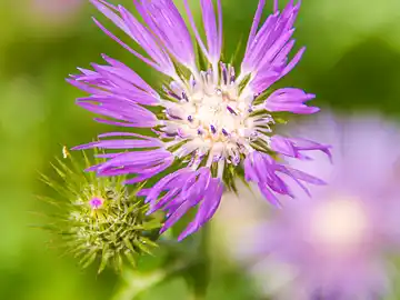 Fleur violette aux tiges vertes, qui fleurit dans l'herbe.